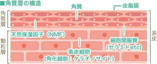 The cell